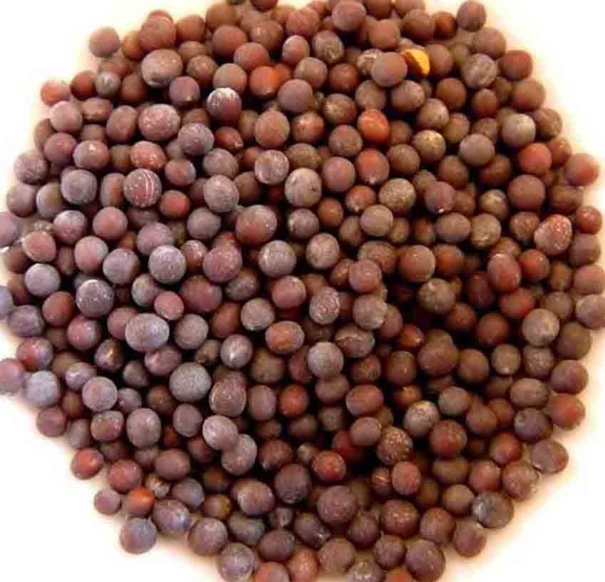 2000+ MUSTARD SEEDS SPRING MICROGREENS NON-GMO GARDEN PEST REPELLENT MEDICINAL