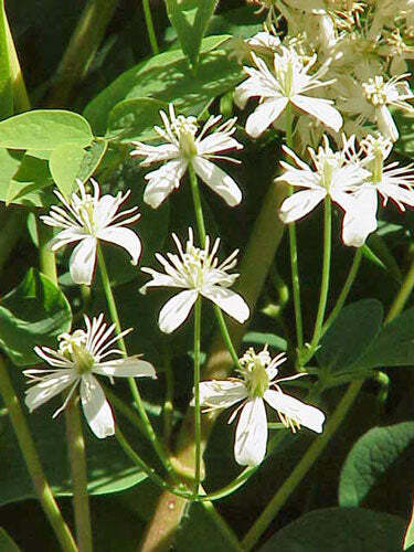 Clematis recta | Upright Clematis | Ground Virginsbower | 10 Seeds