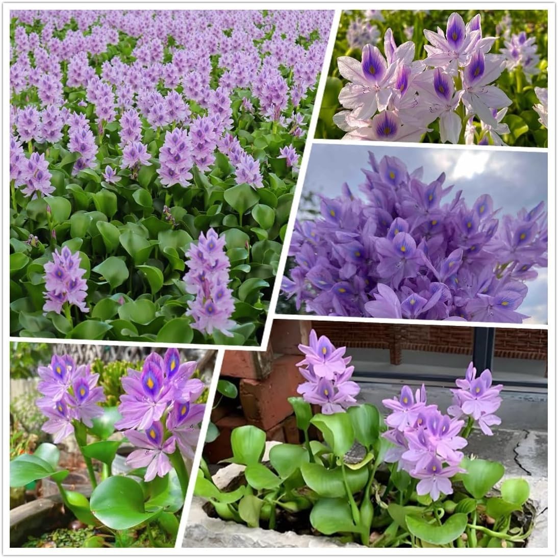 Transform Your Pond: 200 GMO-Free Water Hyacinth Seeds for Vibrant Water Gardens
