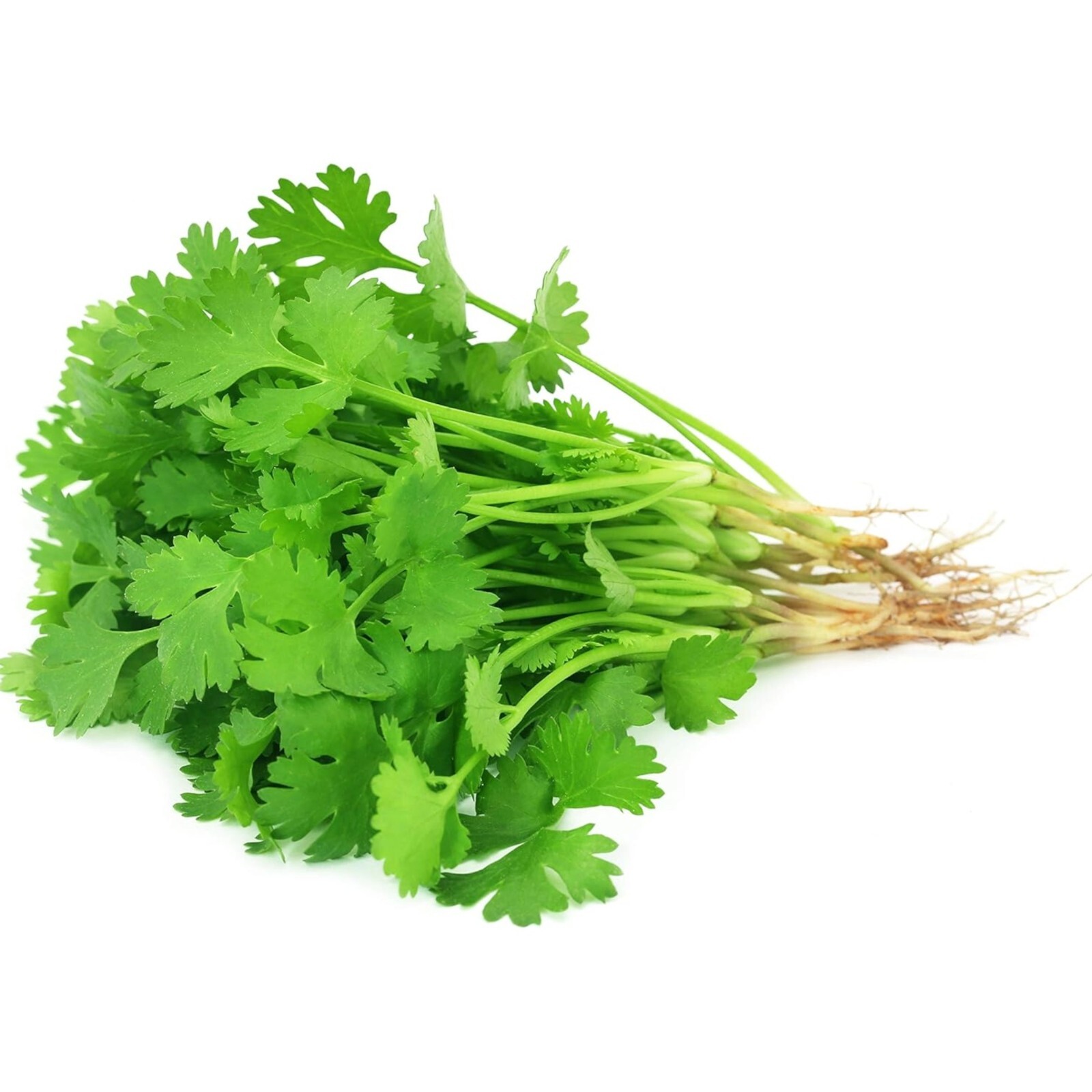 1000pcs Cilantro Seeds for Planting – Heirloom Coriander Herb for Outdoor Garden