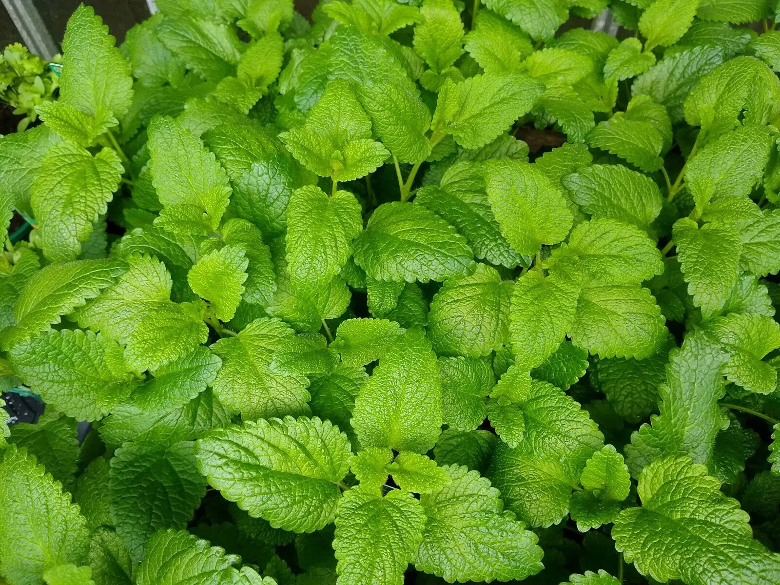 50 to 150 Lemon Balm Seeds Heirloom / Non-GMO | Free Shipping & Tracking