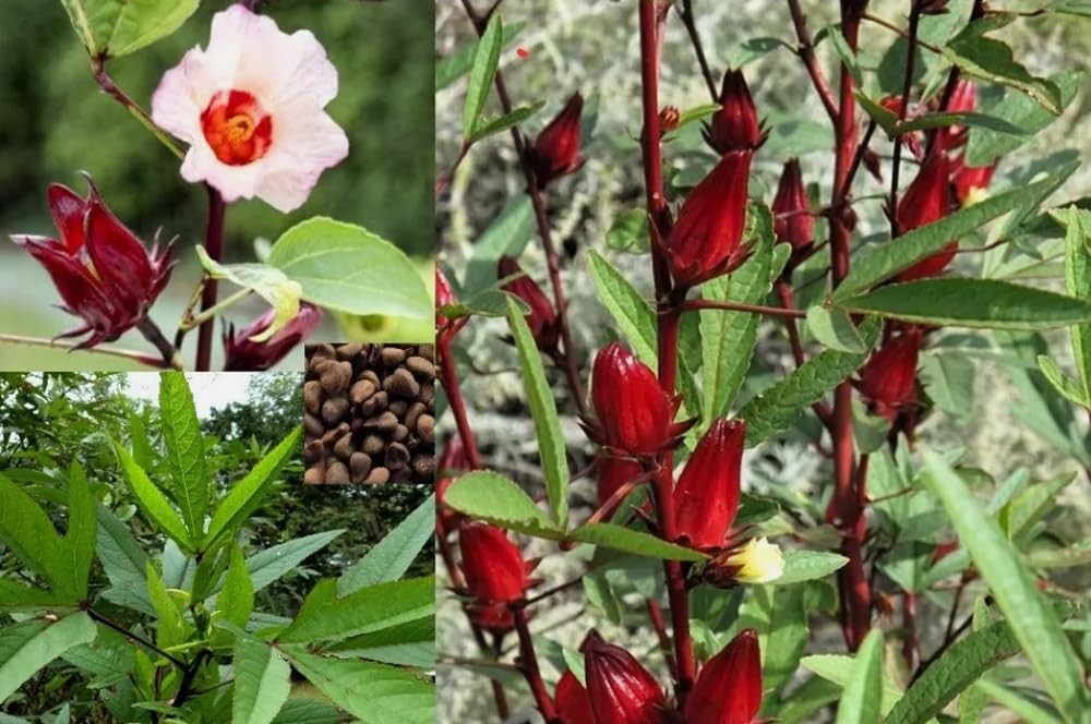 30PCS Hibiscus Seeds Hibiscus Sabdariffa-Jamaica Red Sorrell Roselle-Heirloom…