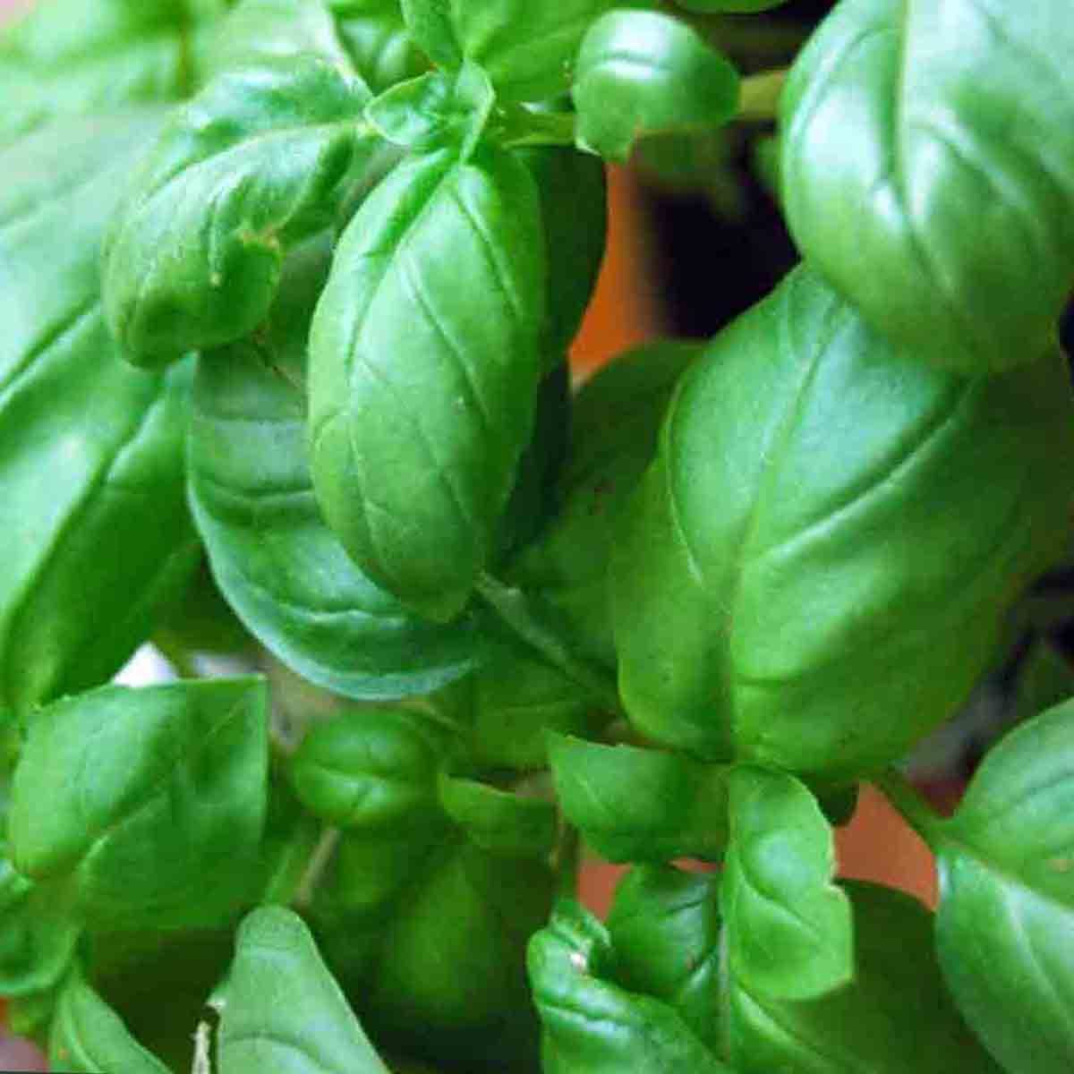 3000+ BASIL SEEDS SPRING LARGE LEAF HERB HEIRLOOM GARDEN MOSQUITO REPELLENT USA