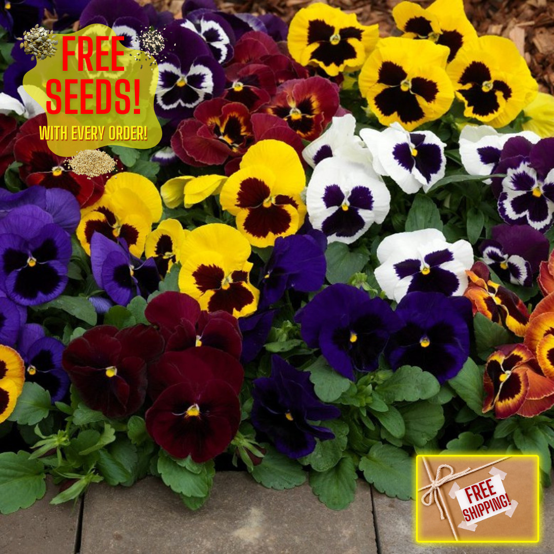 Fresh Premium Pansy Seeds | Swiss Giants | Heirloom Non-GMO | Flower seeds