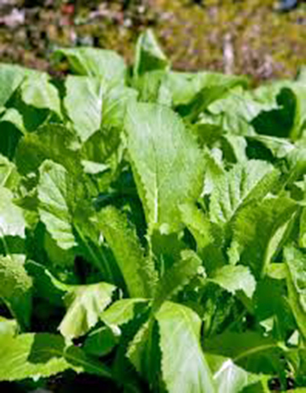 MUSTARD GREENS SEED, OLD FASHIONED, HEIRLOOM, NON GMO, 25+ SEEDS, GREEN
