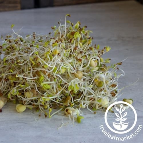 Organic Salad Sprouting Mix 16 Oz Non GMO Alfalfa Broccoli Lentil Mung Bean