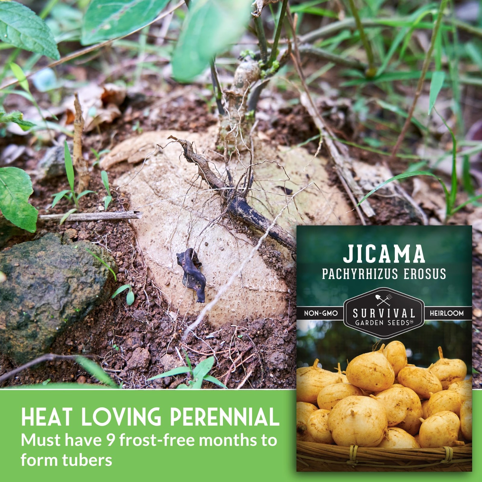 Jicama Seeds for Planting – True Jicama (Pachyrhizus erosus) Mexican Turnip o…