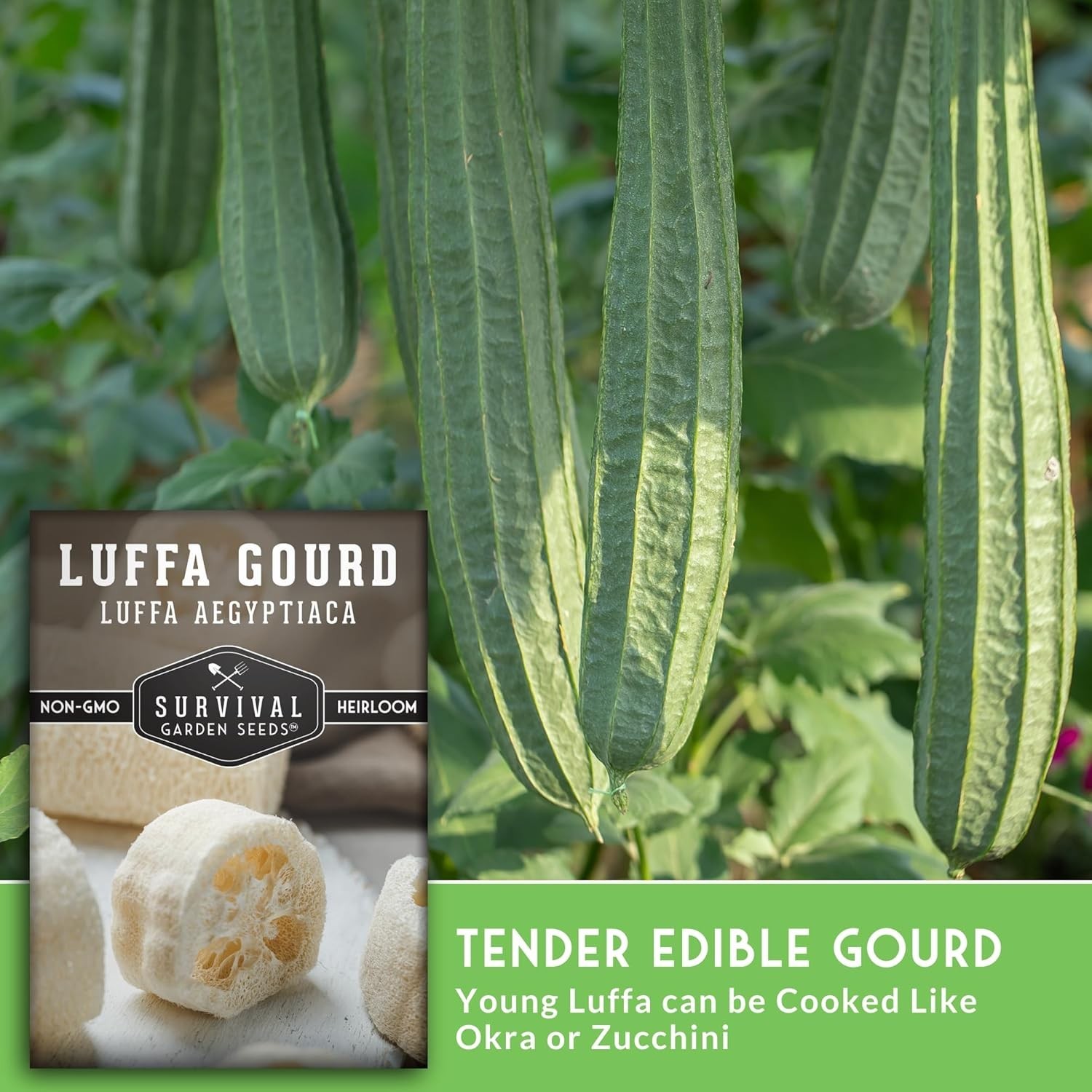 Luffa or Loofah Seed for Planting – 1 Packet with Instructions to Plant and G…