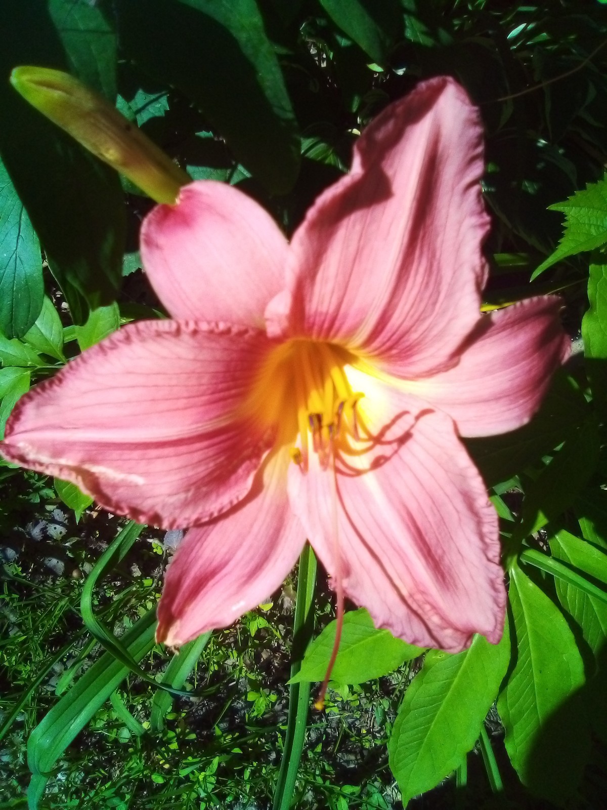 Daylily seeds ALL Kinds All Colors Perennial 35 plus seeds