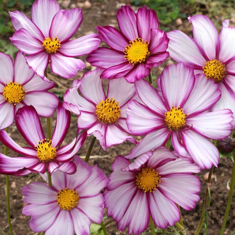 Cosmos Picotee (Cosmos bipinnatus) Flower 100 Seeds Free Shipping!