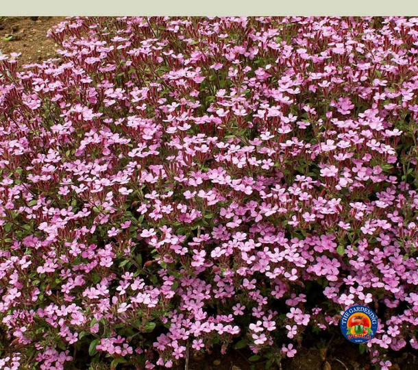 500 Soapwort Flower Seeds Saponaria ocymoides (Ground Cover, Rock Garden)