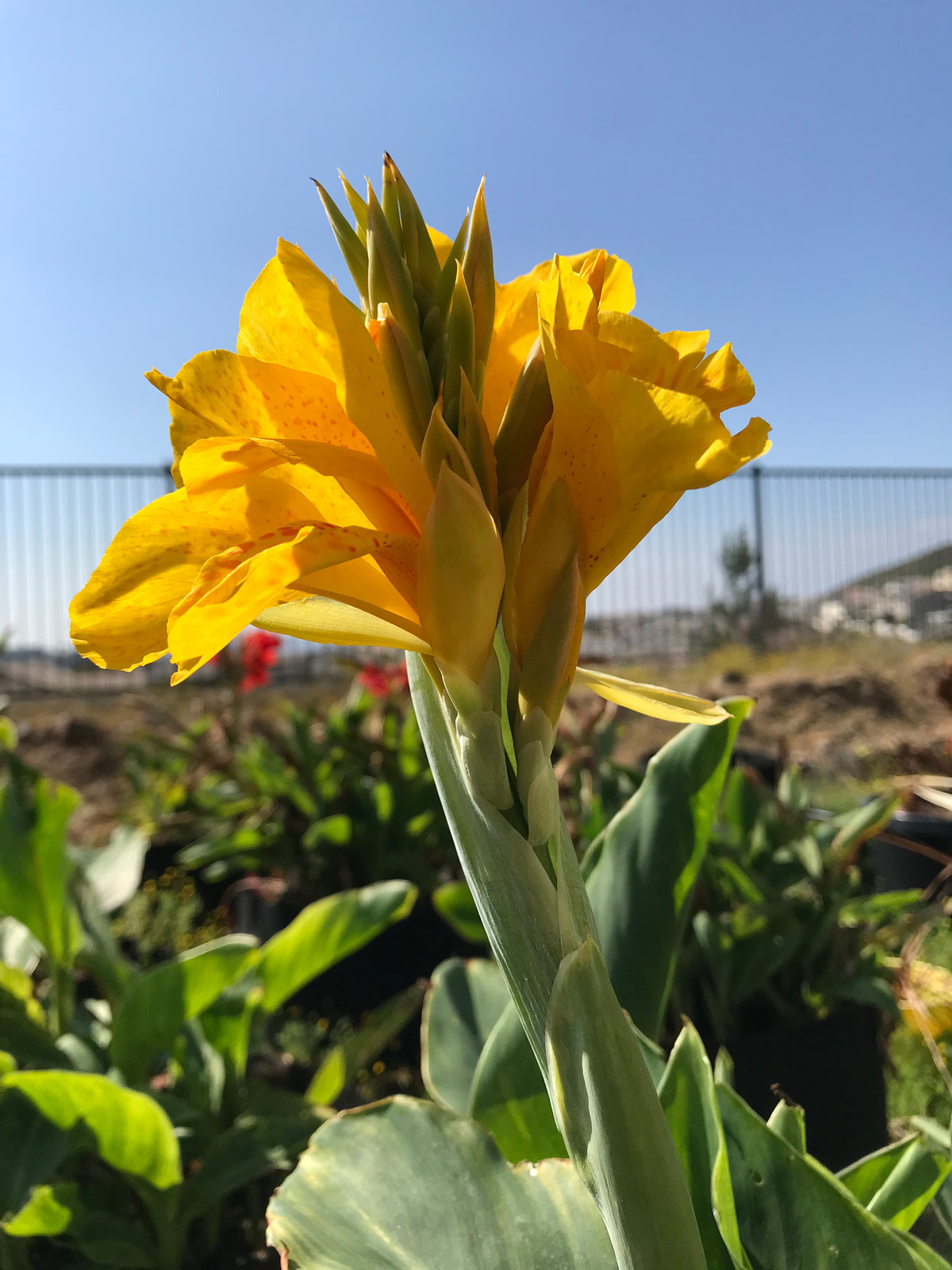 Golden Lucifer Rhizomes – Yellow Red Speckled Blooms – 1-Rhizome