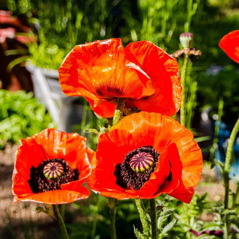 Poppy PURPLE DREAM MIX Lauren’s Grape Prince of Orange Poppies Non-GMO 500 Seeds