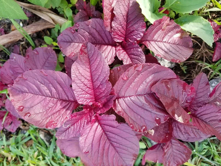 2000+PCS RED SPINACH/ RED AMARANTH SEEDS/ RAU DỀN ĐỎ | 90% GERMINATION |