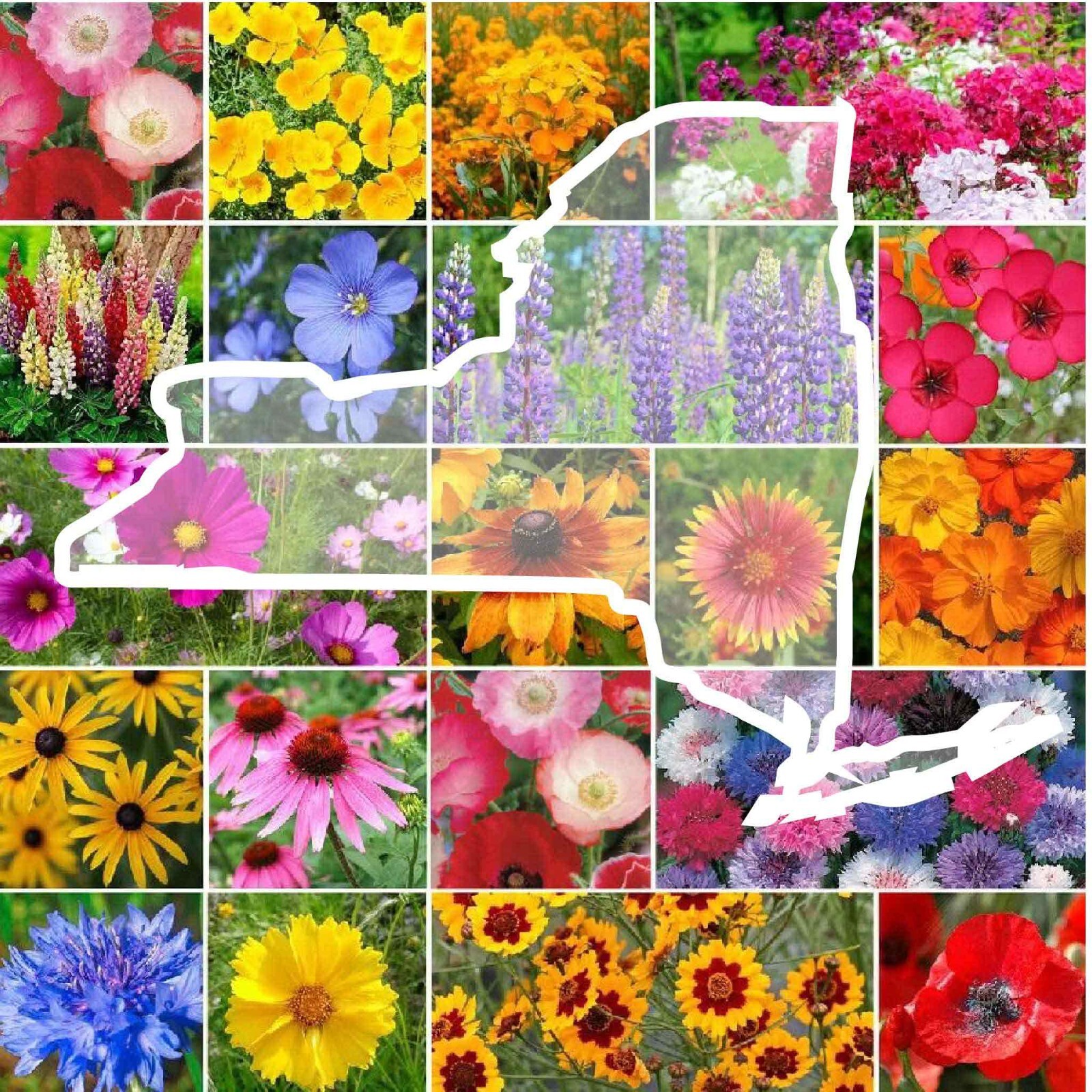 Wildflower NEW YORK State Flower Mix Perennials Annuals USA Non-GMO 1000 Seeds