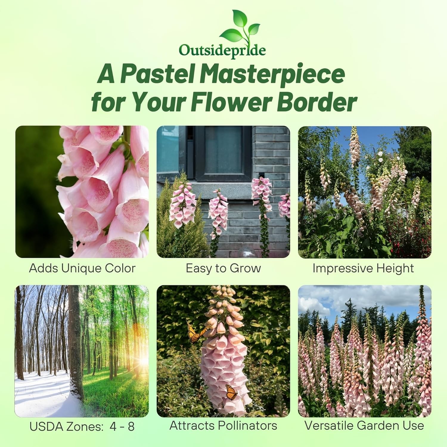 10000 Seeds Foxglove Seeds – Digitalis Purpurea Apricot Beauty Flower Seed