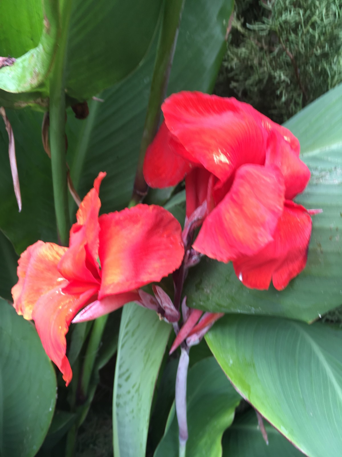 Red Canna Lily Rhizomes
