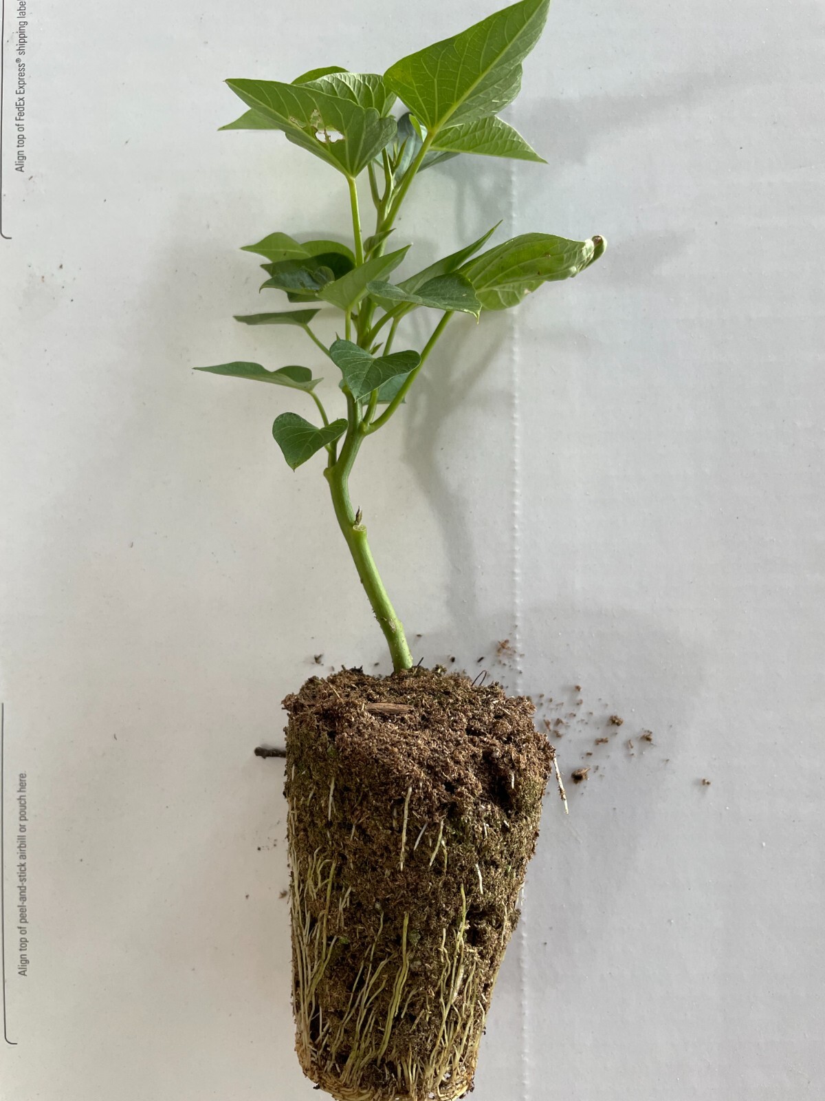 20 Edible Sweet Potato Plant Vine, Beauregard Sweet Potato slip Cuttings