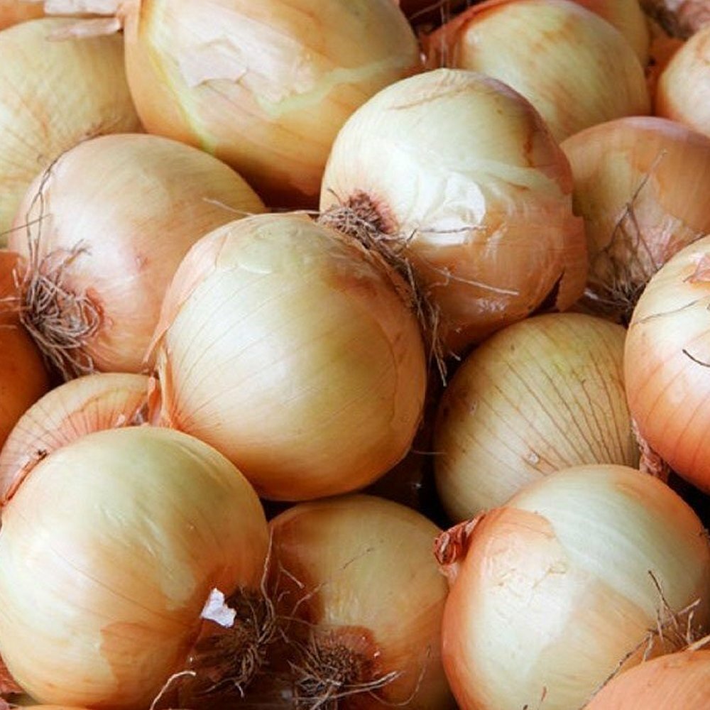Onion Yellow Spanish Seeds 250+ Sweet Vegetable Heirloom NON-GMO FREE SHIPPING