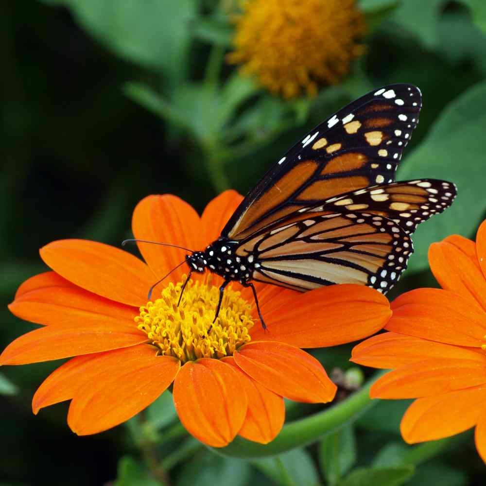 500 Seeds Orange Mexican Sunflower Seeds For Planting | Tithonia Speciosa