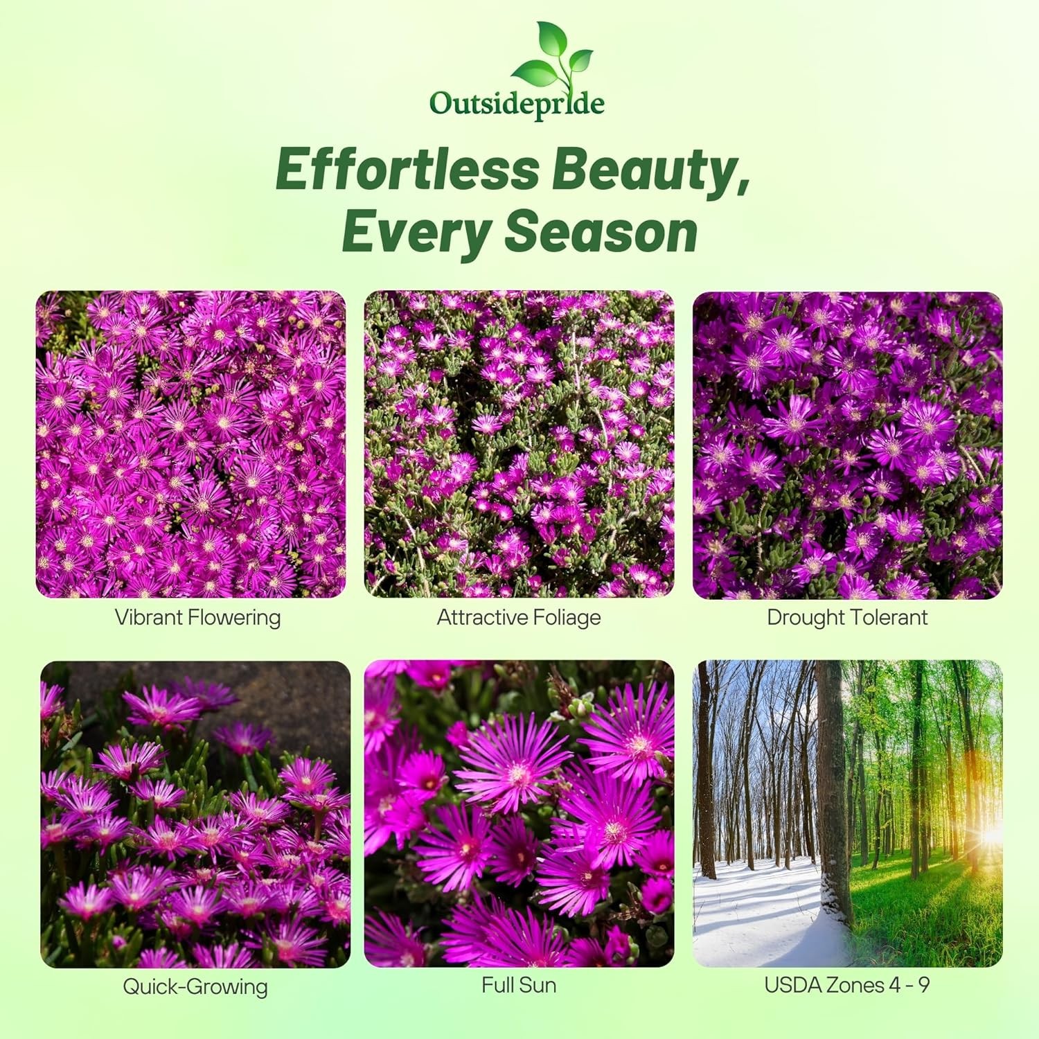 200 Seeds Ice Plant Delosperma Cooperi Table Mountain Drought Tolerant