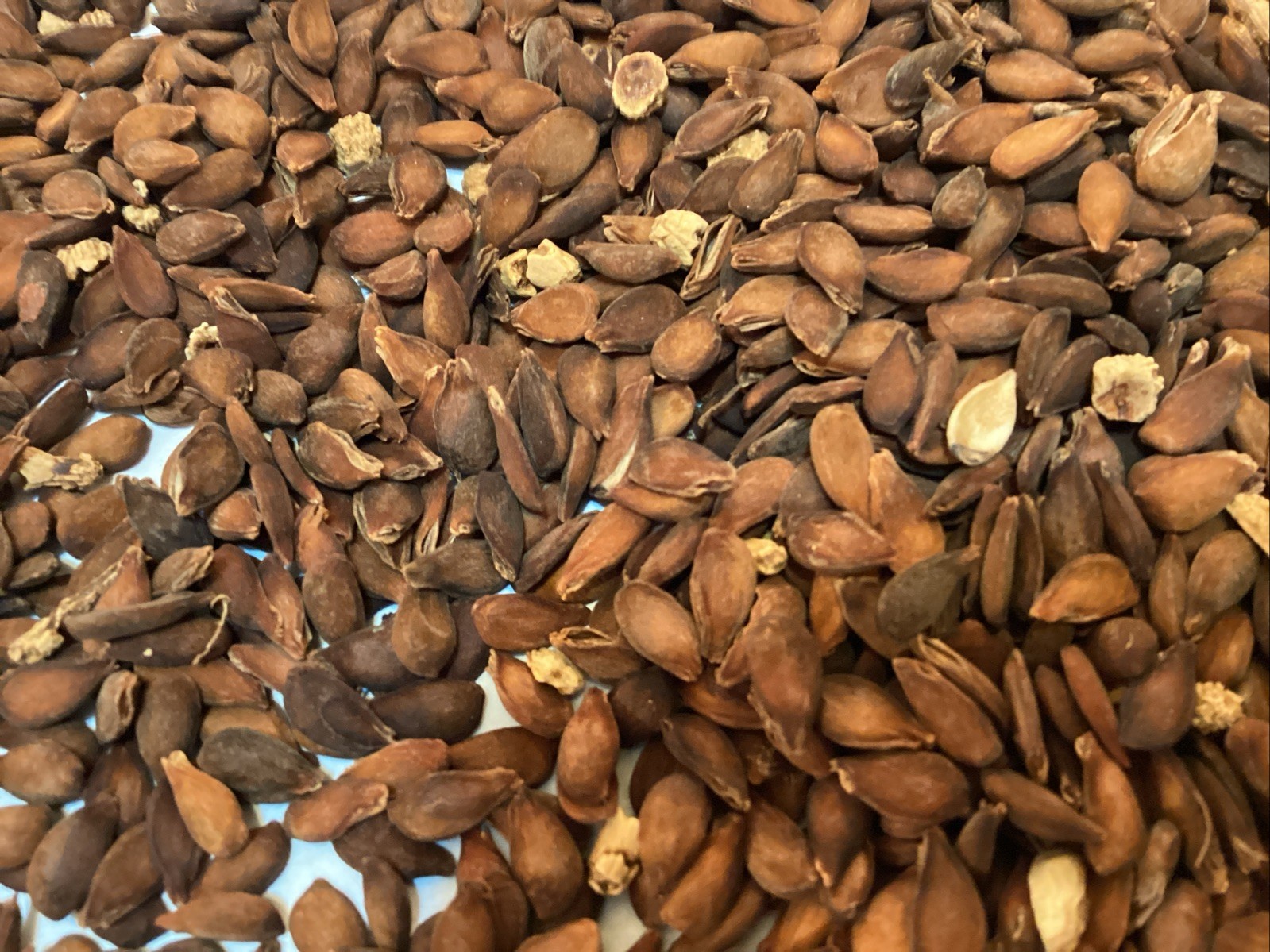Bartlett Pear Tree Seeds (PYRUS COMMUNIS BARTLETT)