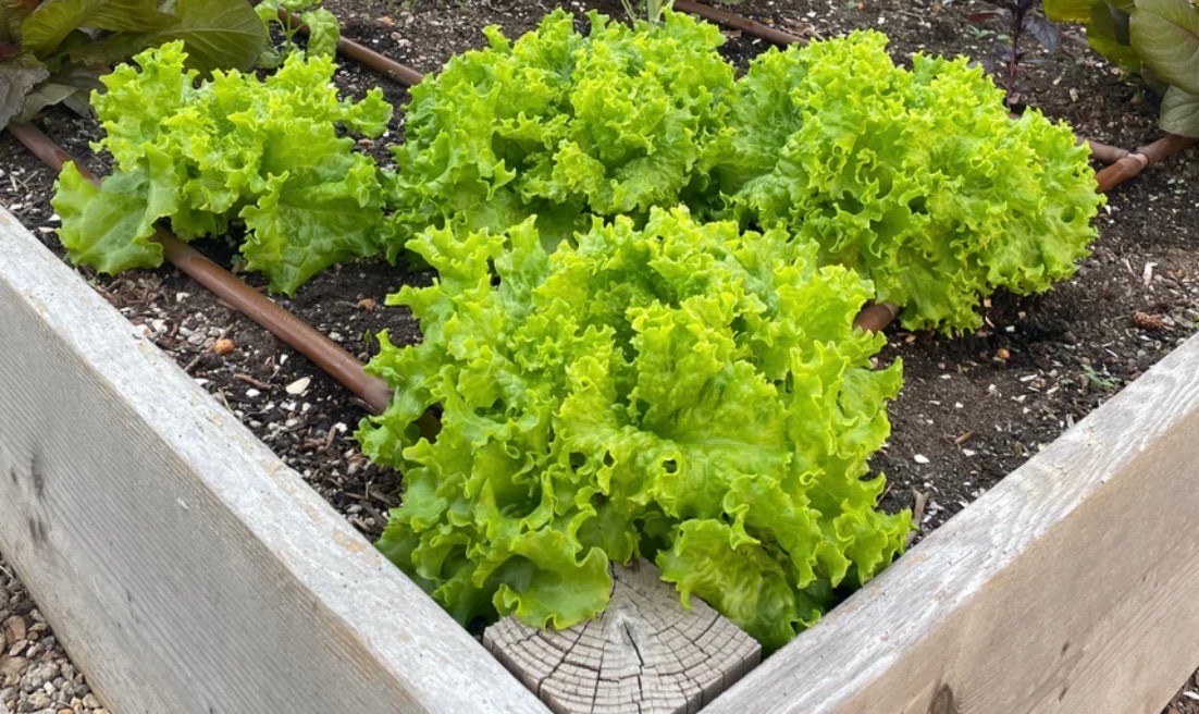 400 Organic Grand Rapids Leaf Lettuce Fresh Seeds, Slow-Bolting, Ohio 2026 🇺🇸