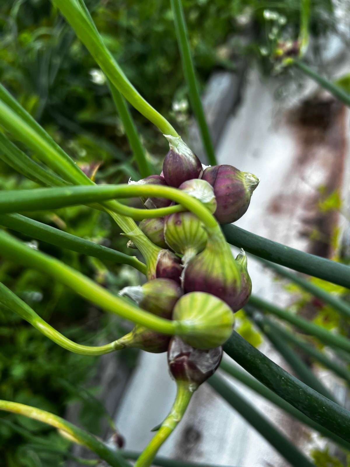 20 Egyptian Walking Onions Top bulb 2026 harvest
