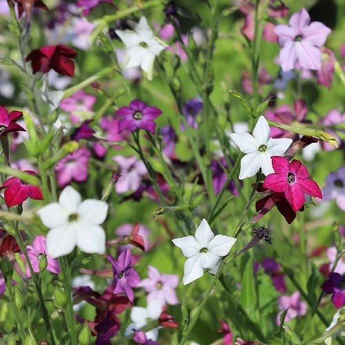 Jasmine Tobacco Seeds Sensation Mix (Nicotiana alata) Heirloom Fragrant Flowers