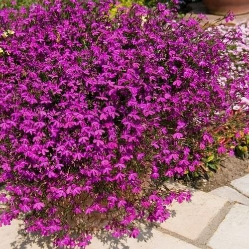 5000 Seeds Lobelia Seed – Lobelia Erinus Rosamund Ground Cover Seeds AAS Winner