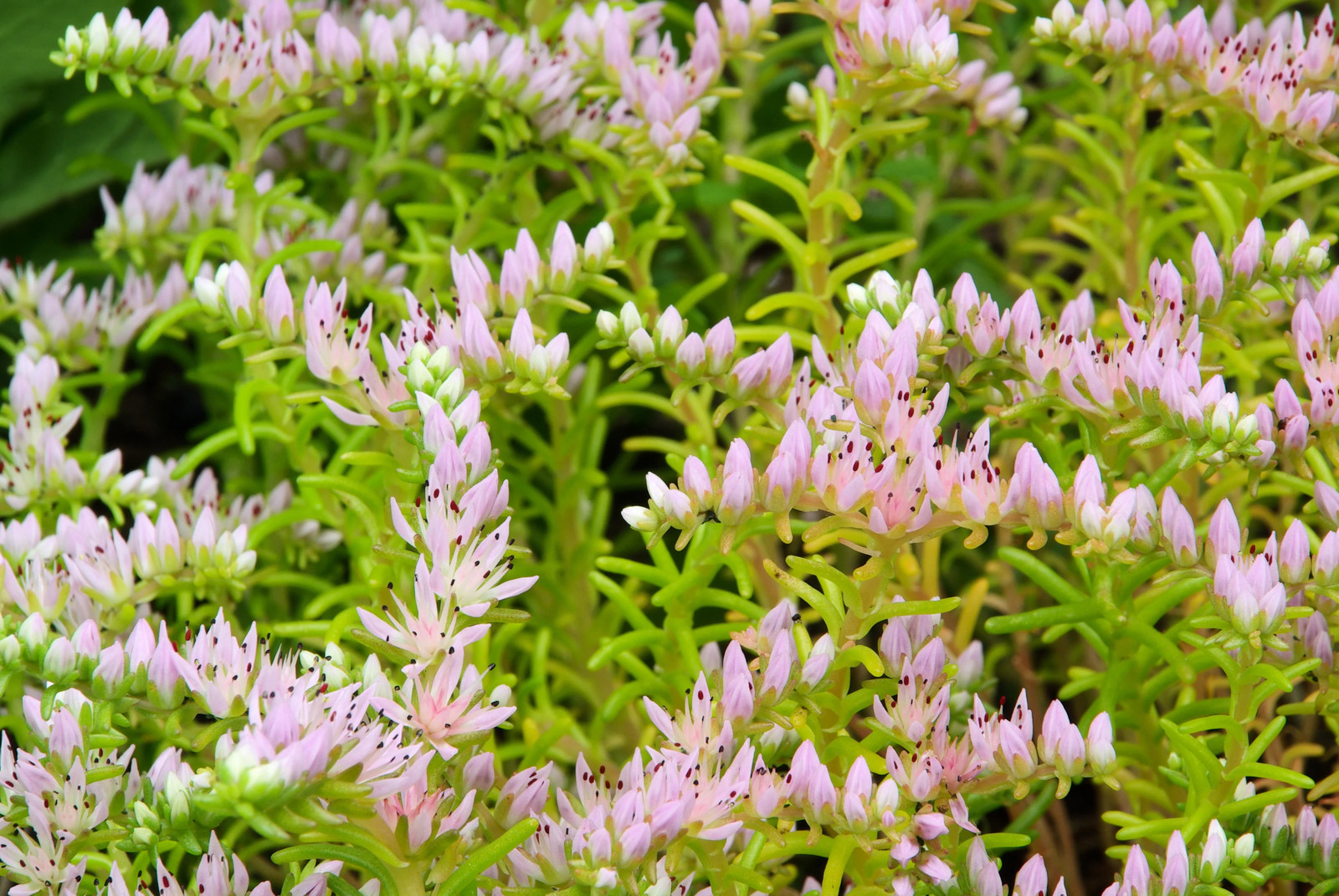 150 MIXED SEDUM Stonecrop Succulent Groundcover Red Pink Purple + Flower Seeds