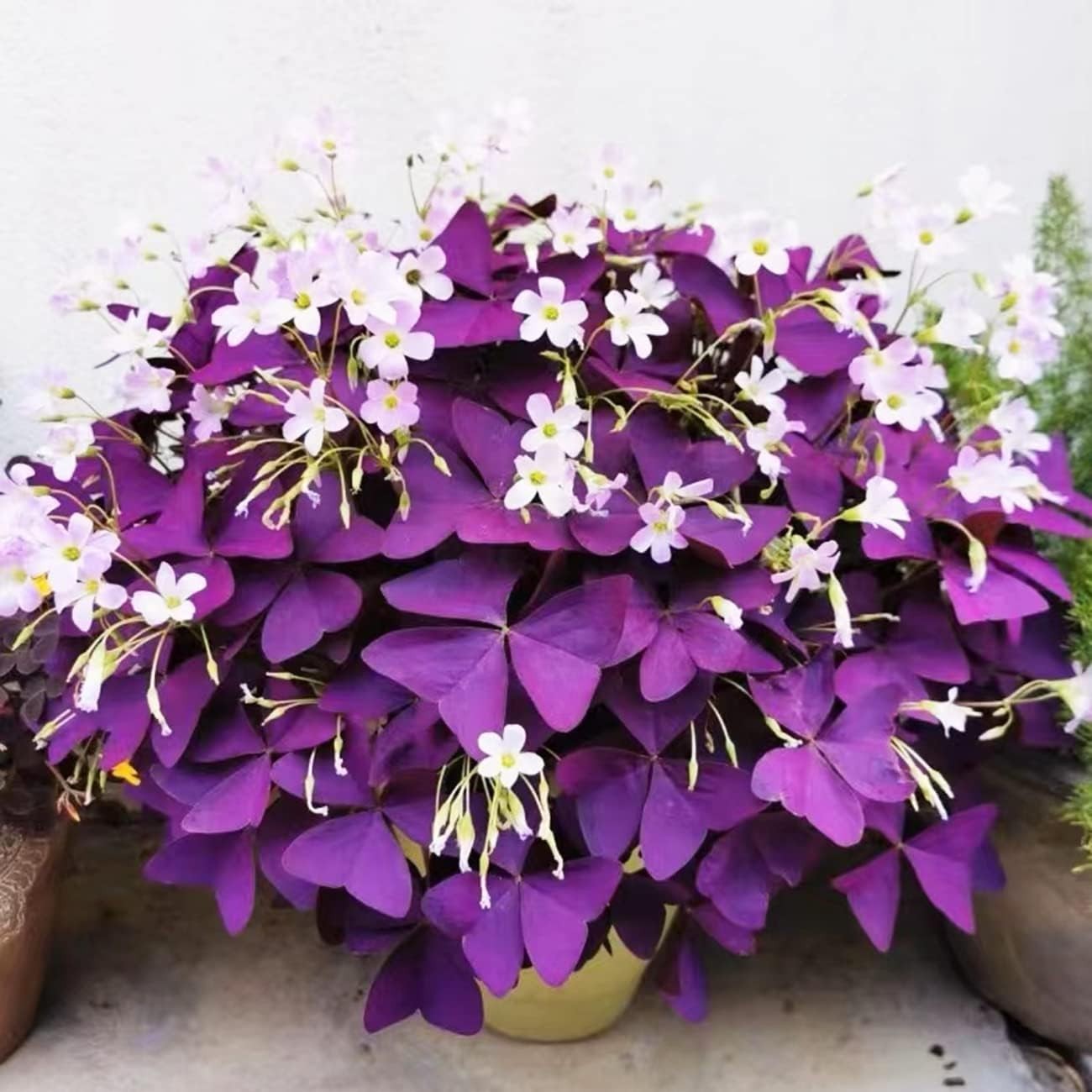 12+ Purple Shamrock Bulbs – Oxalis Triangularis for -Round Indoor/Outdoor Gar…