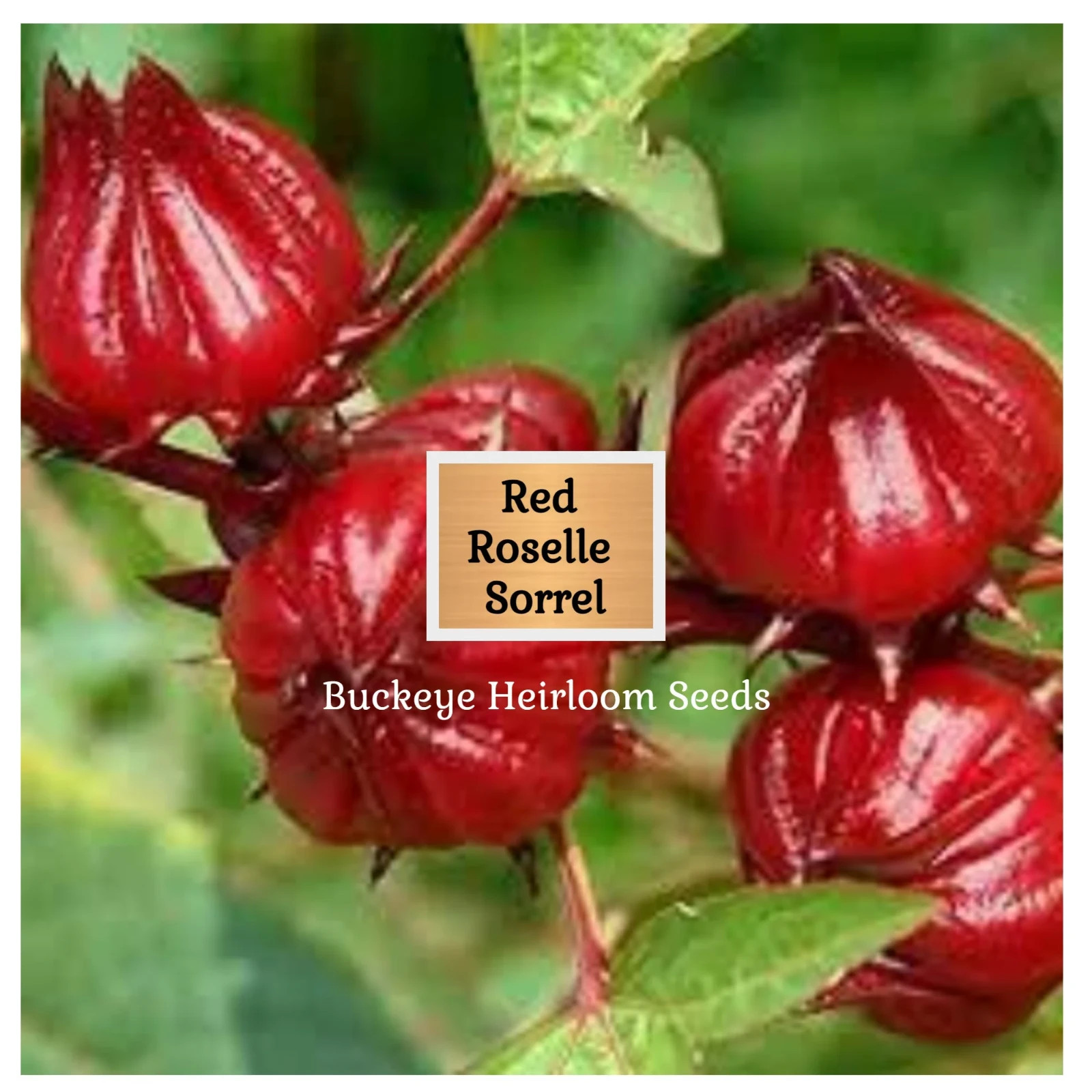Red Roselle Sorrel | Asian Sour Leaf | 20 Seeds | Hibiscus sabdariffa