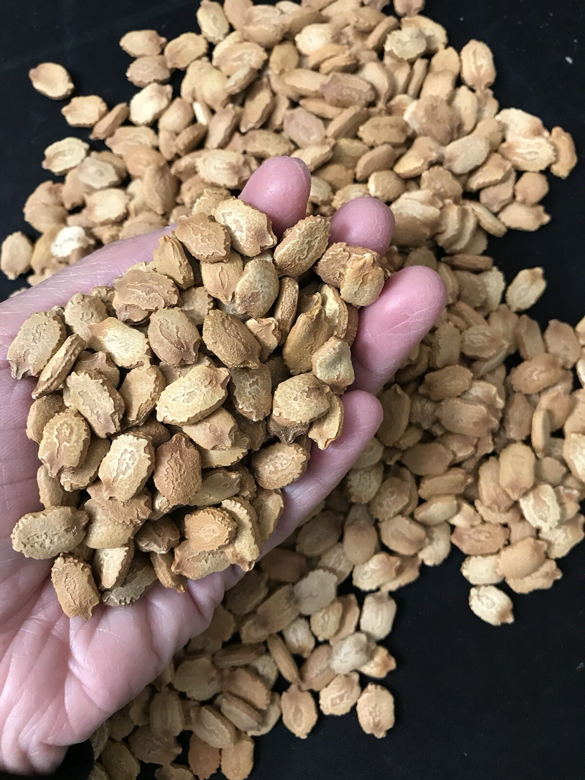 15 Packets of Asian – Filipino Vegetable SEEDS for Planting