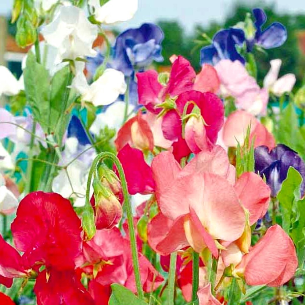 Early Multiflora Mix Sweet Pea Seeds | NON-GMO | Heirloom | Fresh Garden Seeds