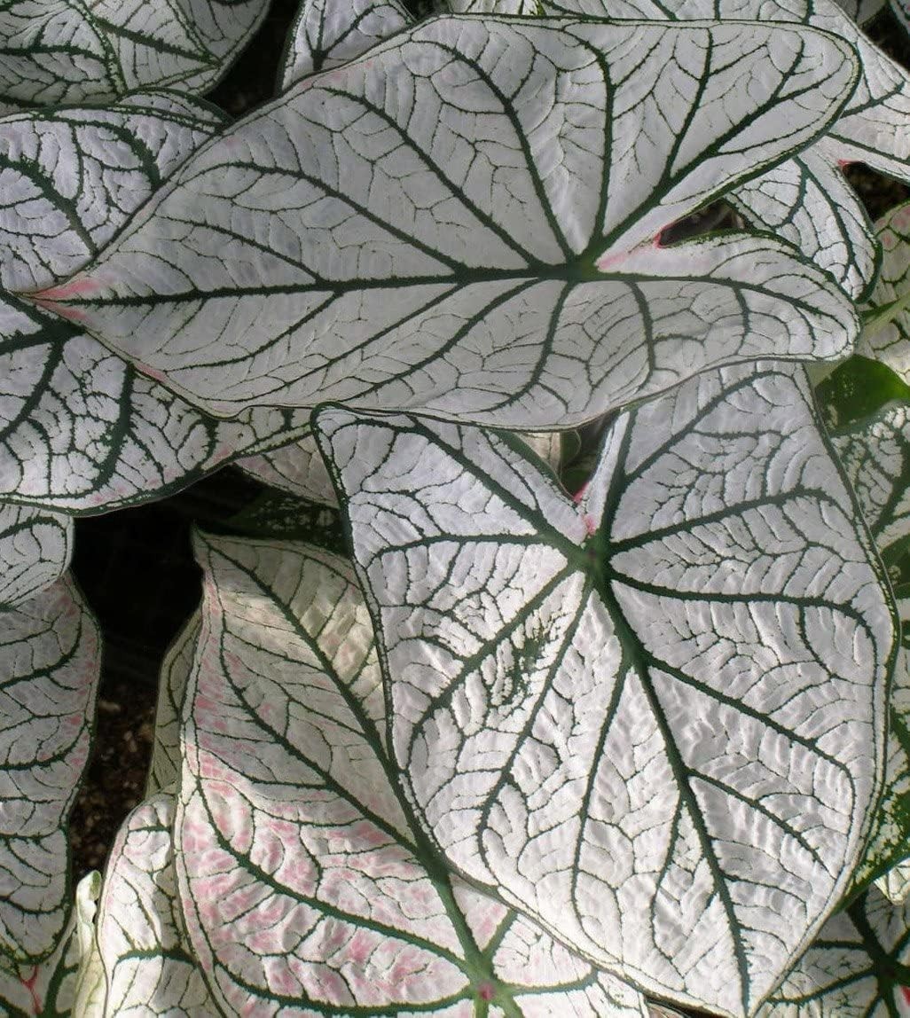 5 Fancy-Leaf CALADIUM Bulbs ~ WHITE CHRISTMAS ~ White/Green ~ FREE SHIPPING