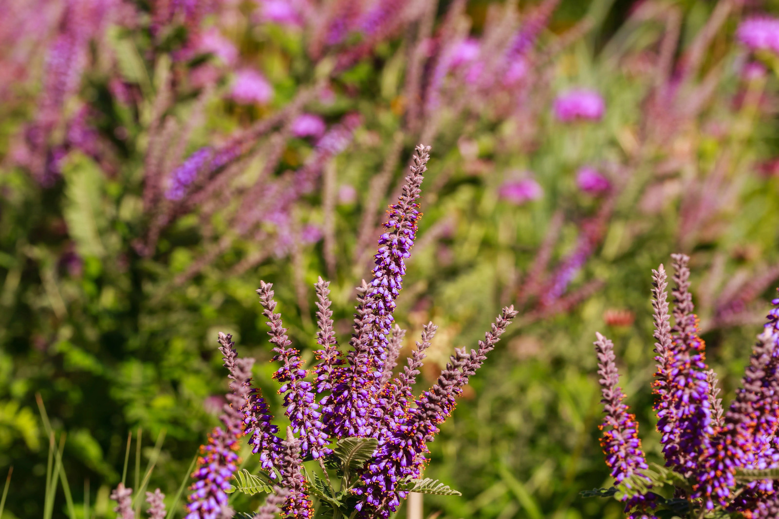 50 FRAGRANT FALSE INDIGO (Dwarf Wild Indigo) Amorpha Nana Flower Seeds