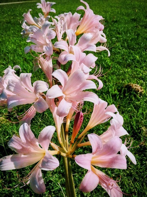 💗 Naked Ladies Pink – Lot of 5 Lycoris squamigera Surprise / Resurrection Lily