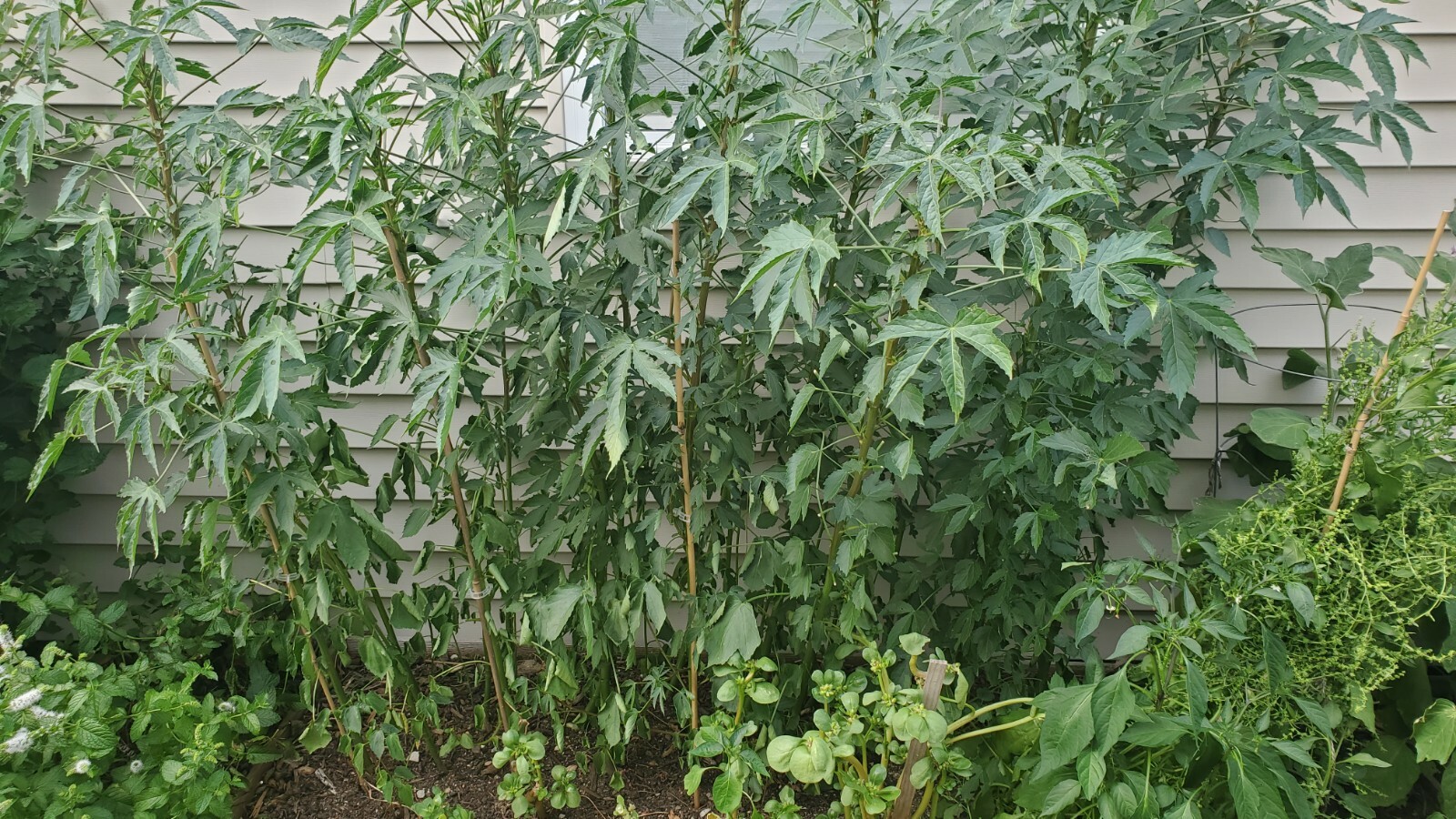 Gongura Green Stem/Indianan sorrel/Pulichakeerai/Ambaadi 100% Organic 50+ Seeds