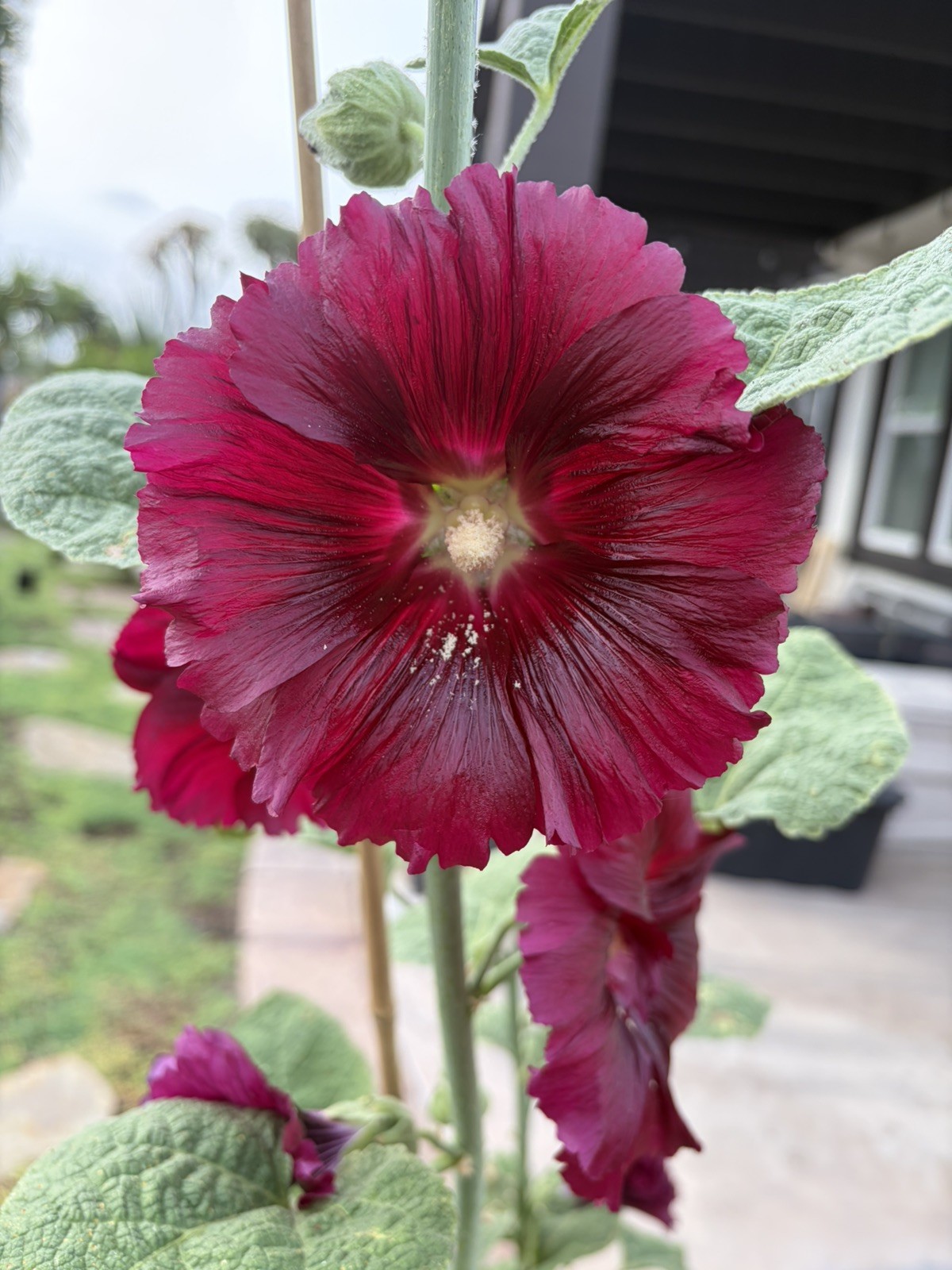 Burgundy Hollyhock Seeds w/ 80% Germination, Fresh 2026 , 100 Seeds