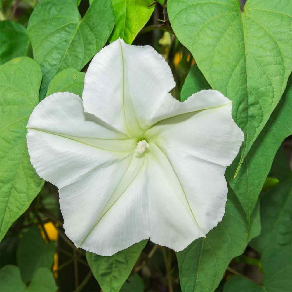 100 Seeds Moonflower Seeds – Moon Vine Ipomoea Alba Flower Seed