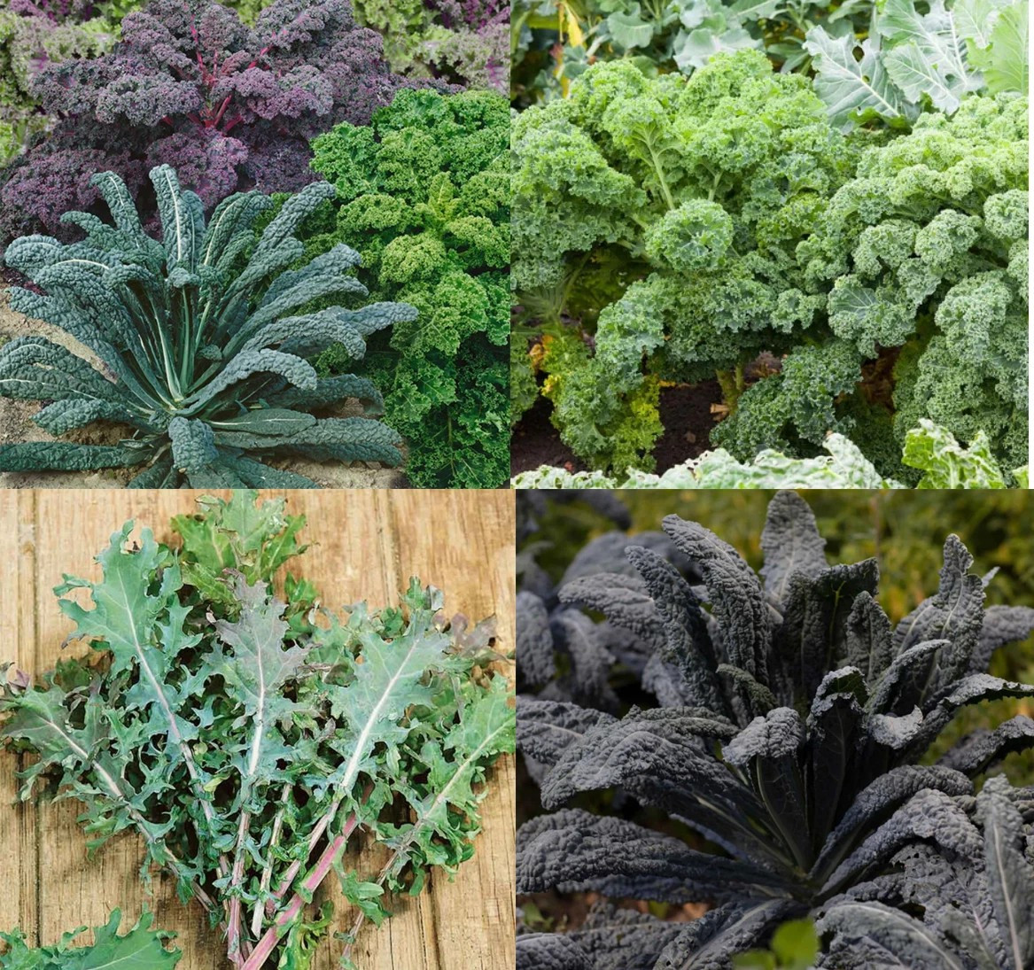 200+ KALE GARDEN BLEND SEEDS — COLORFUL MIX — MICROGREENS