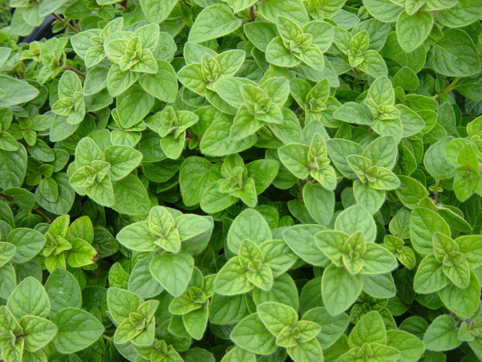 1/4 oz Oregano Seed, Greek, Heirloom Herb, Bulk Seed, Non-GMO Flavorful,16,000ct