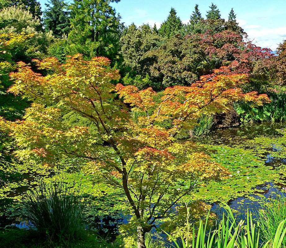 1-1000 PCS Japanese Maple Tree Seeds Acer Palmatum Shigitatsu Sawa Autumn 0169