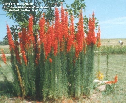 Standing Cypress Seeds Ipomopsis rubra Free Shipping!