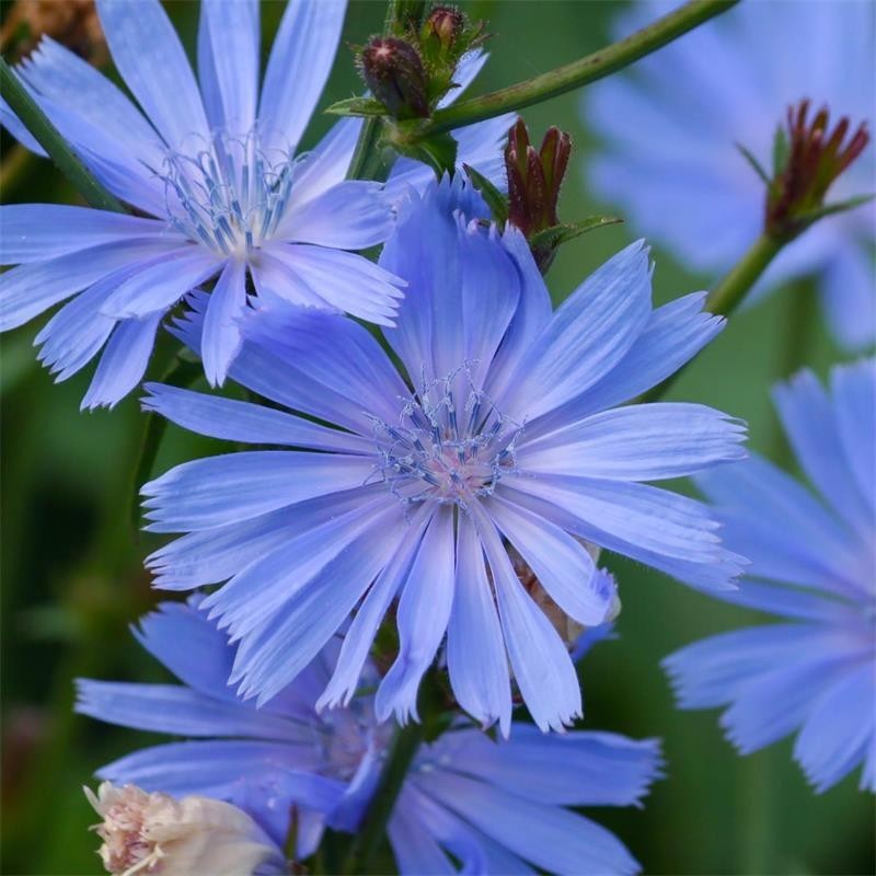 500 Chicory Seeds | Non-GMO |Caffeine Free | Free Shipping and Tracking