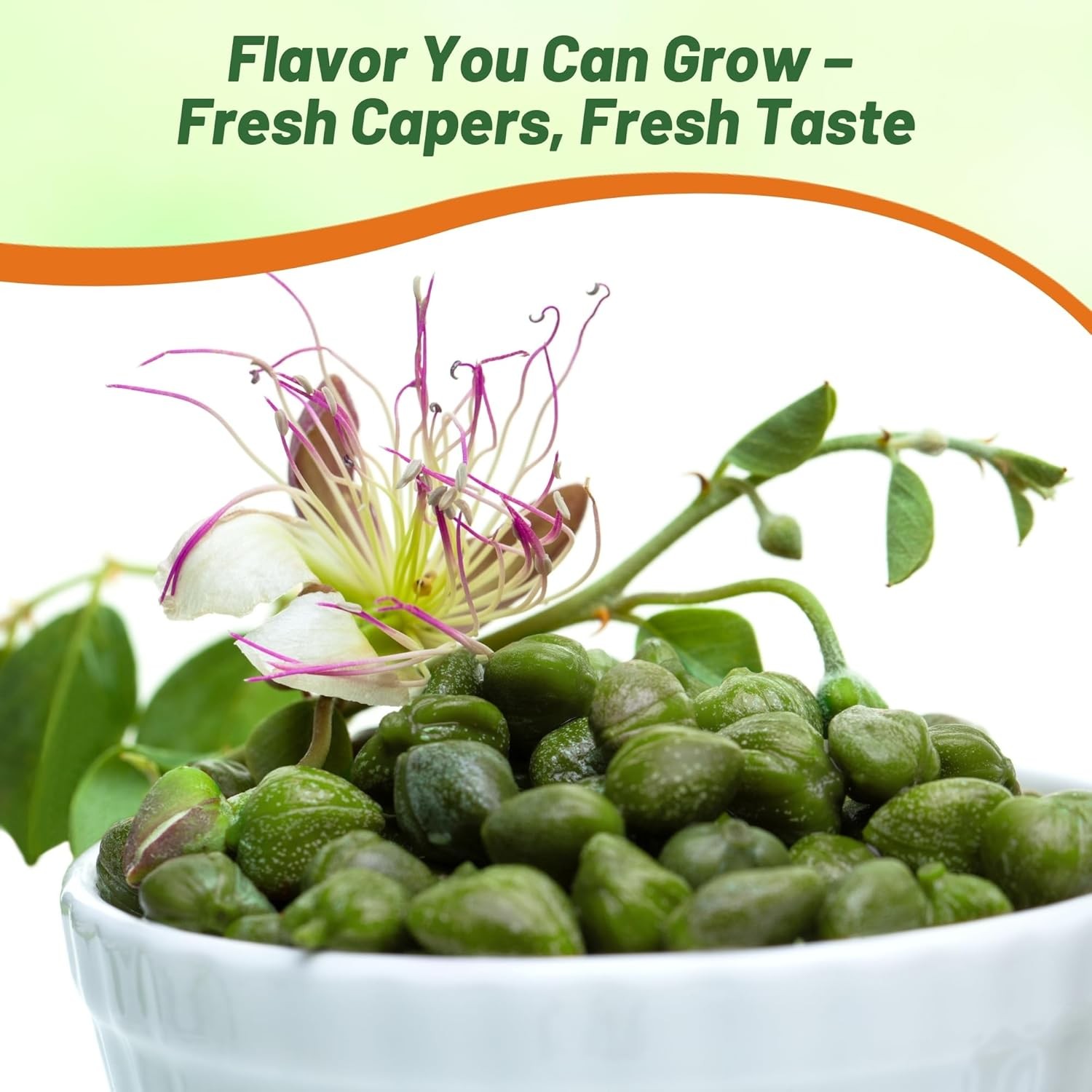 200 Seeds Capparis Spinosa Caper Bush Flower Seeds