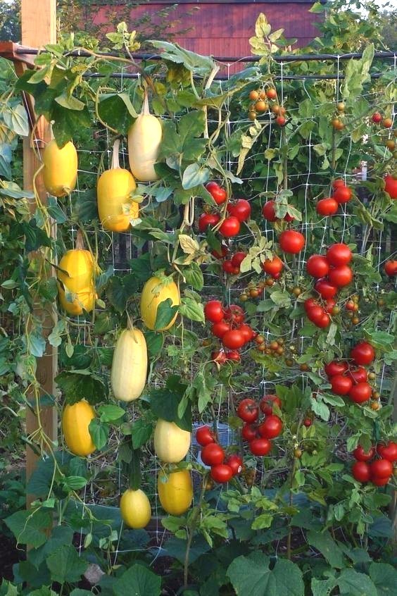 30+ Spaghetti Squash Seeds-Open Pollinated-NON GMO-Organic