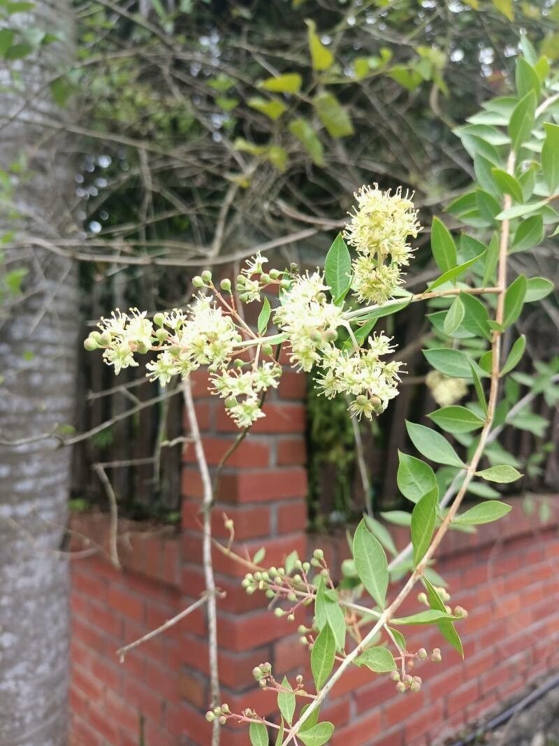 250+ Lawsonia inermis Henna Seeds – Natural Dye Plant – Herbal Garden