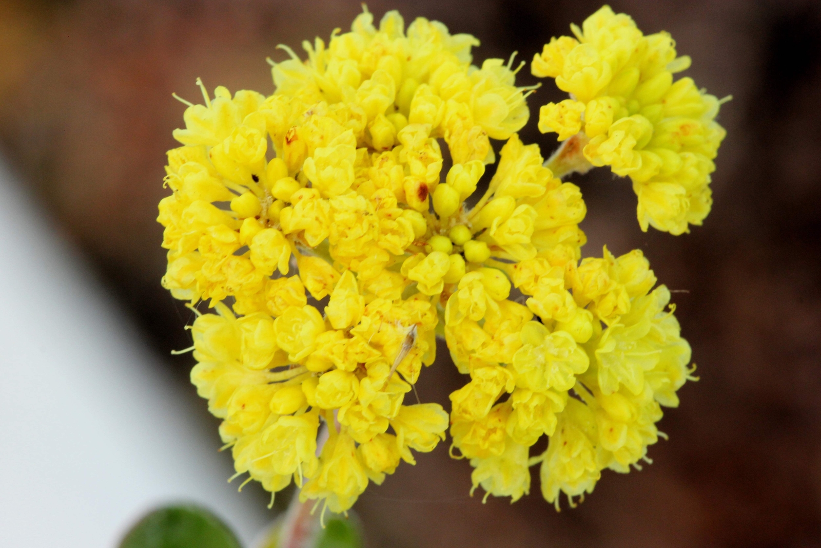 20 YELLOW SAND VERBENA Coastal Abronia Latifolia Arenaria Flower Seeds *Comb S/H